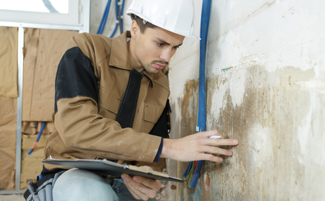 Champignons lignivores : la responsabilité du diagnostiqueur immobilier peut-elle être engagée ? - Notaires Office
